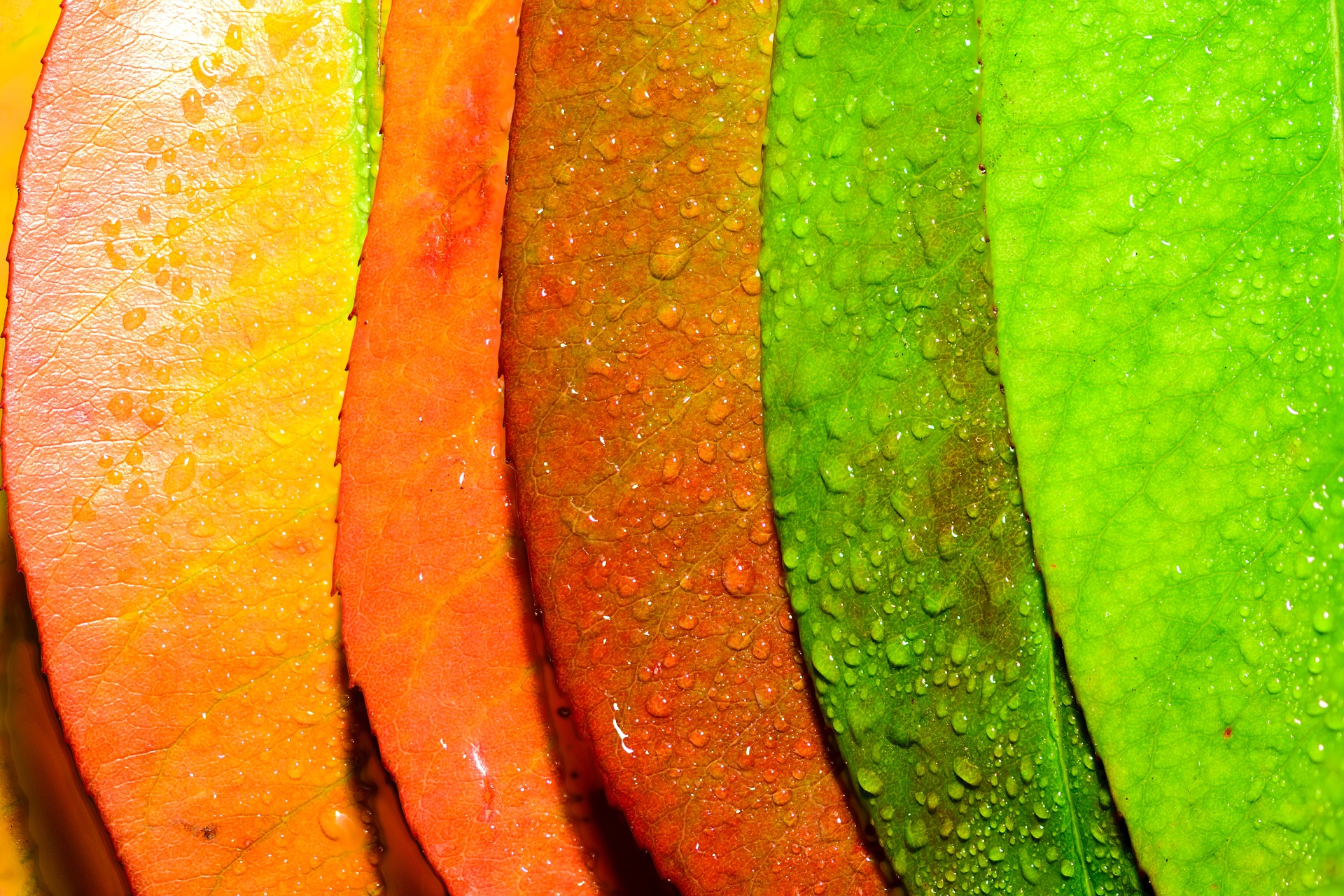Kleuren diversiteit - PIXA