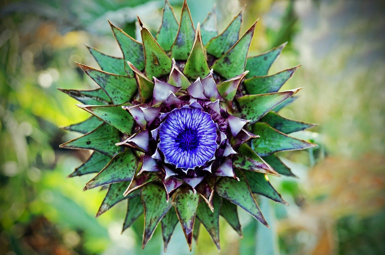 Distel - driehoek - PIXA